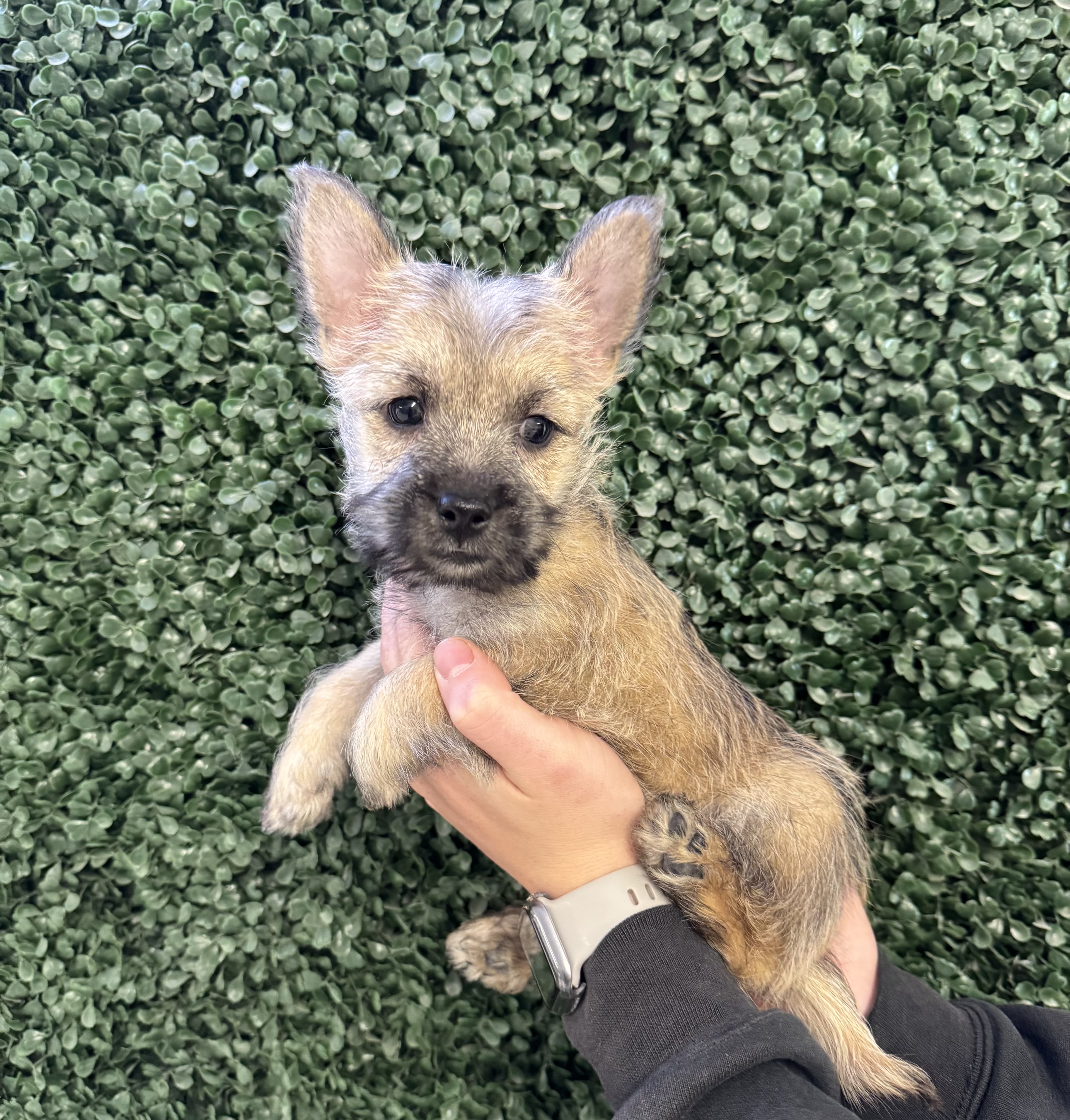 Cairn Terrier - 4832 Image #2