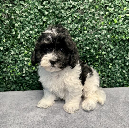 [#25742-07] Black / White F Poodle/Shih Tzu Puppies for Sale