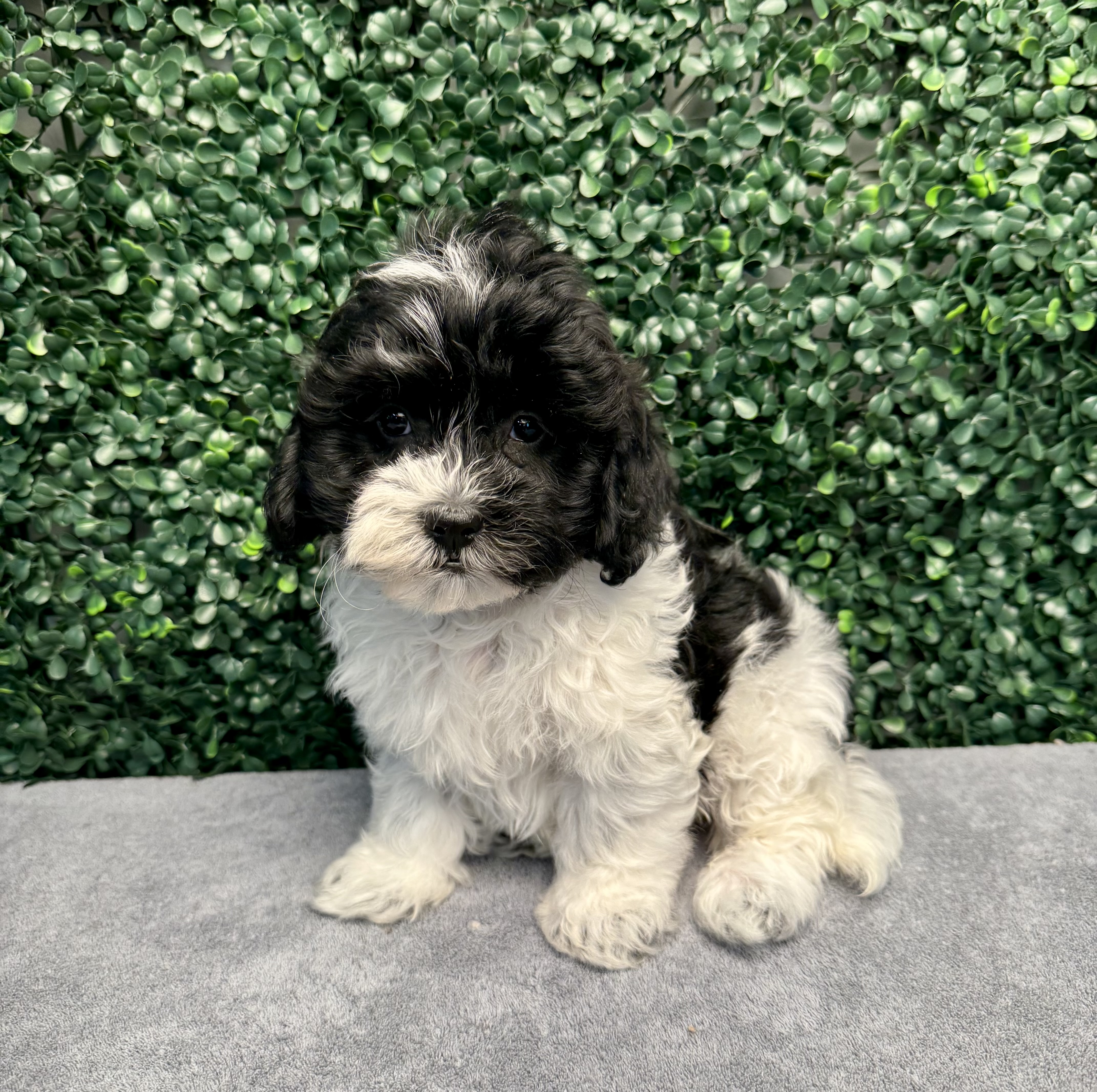 Poodle/Shih Tzu - 4833 Image #1