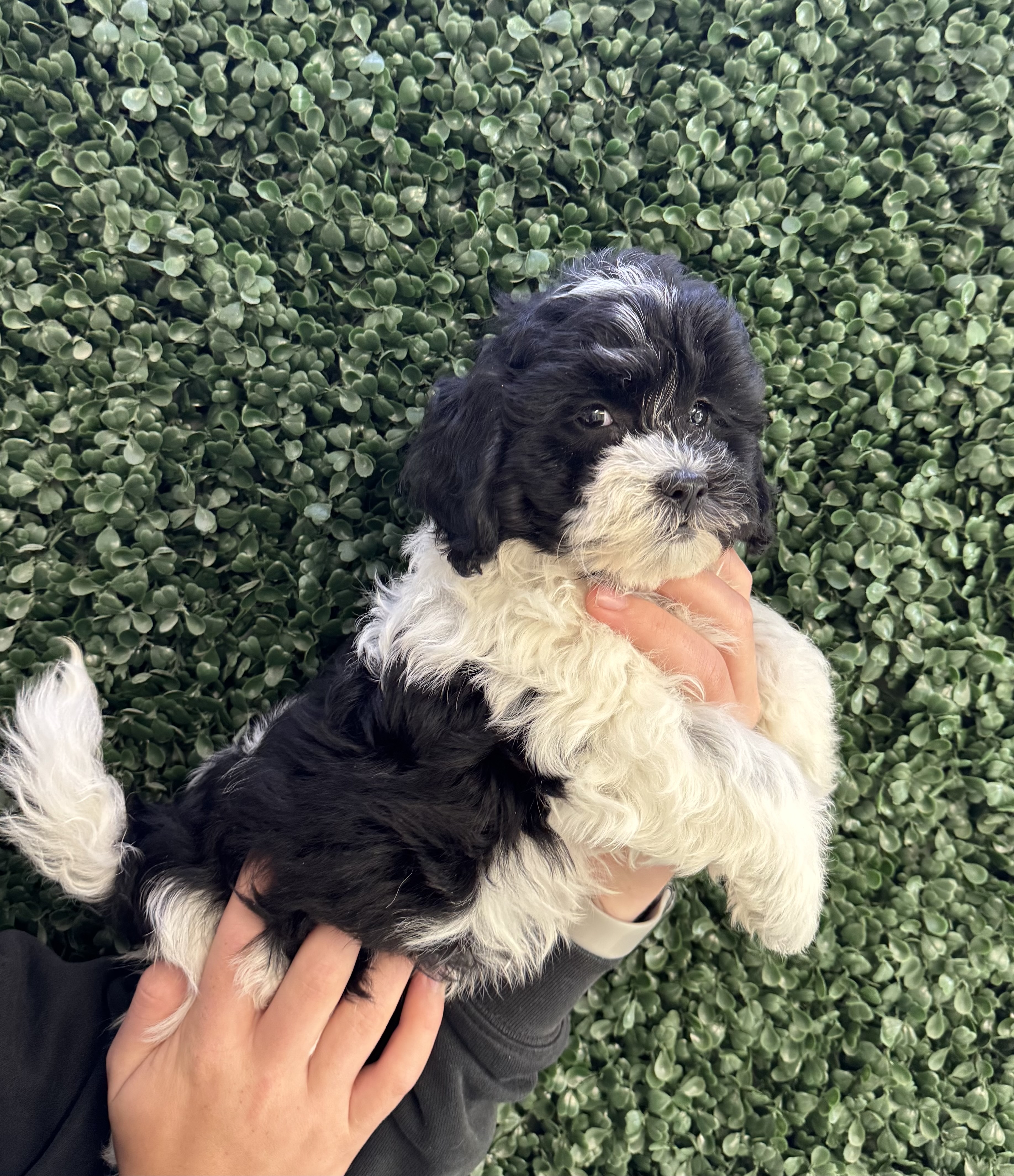 Poodle/Shih Tzu - 4833 Image #2