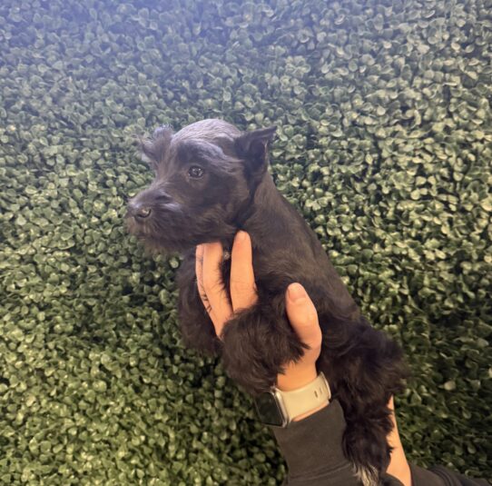 [#25885-04] Black F Miniature Schnauzer Puppies for Sale