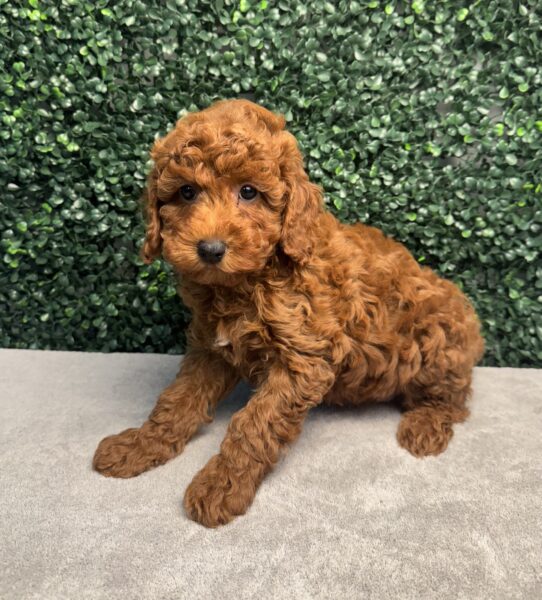 [#25878-03] Red F Poodle Puppies for Sale