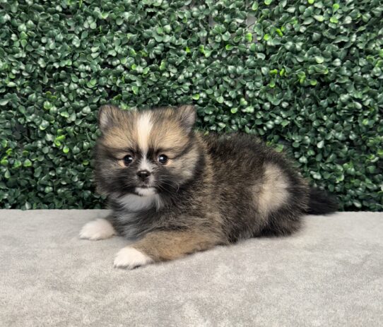 [#25865-03] Dark Sable F Pomeranian Puppies for Sale