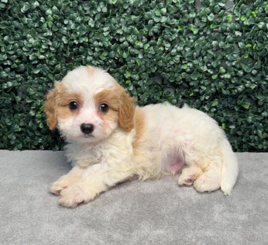 [#25912-02] Blenheim / White M Cavachon Puppies for Sale