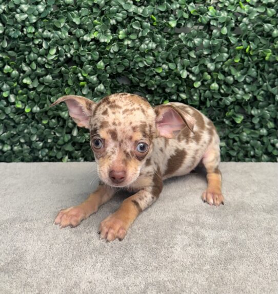 [#251051-04] Chocolate Merle F Chihuahua Puppies for Sale
