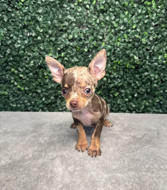 [#251051-03] Chocolate M Chihuahua Puppies for Sale