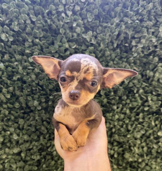 [#251051-05] Chocolate Merle F Chihuahua Puppies for Sale