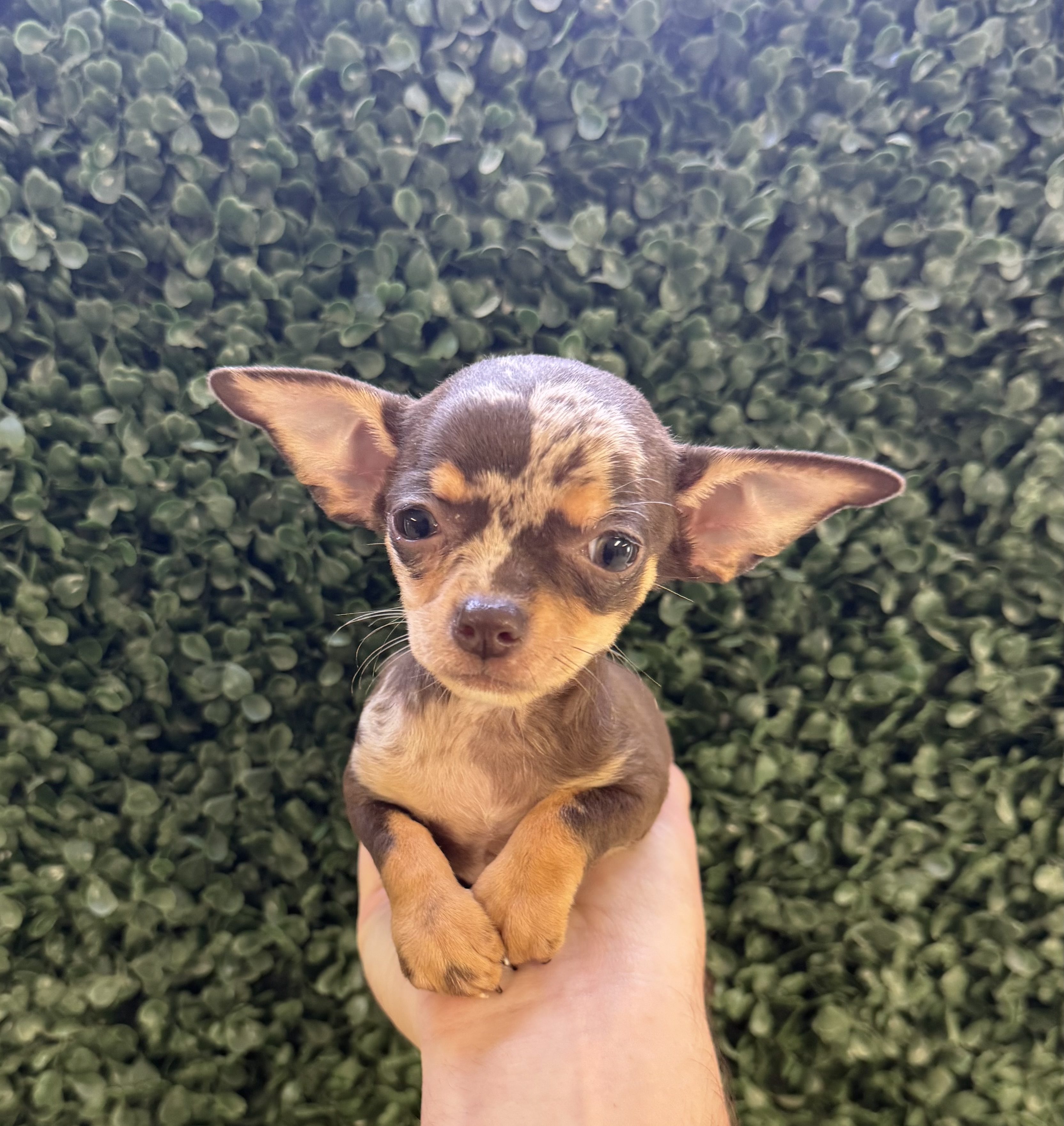 Chihuahua - 4850 Image #1
