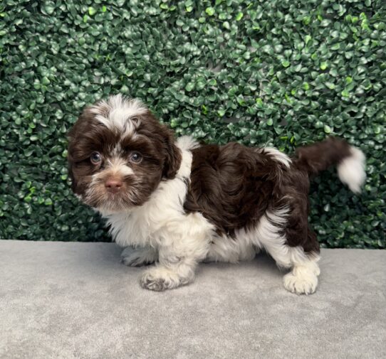 [#25991-04] Chocolate F Havanese Puppies for Sale