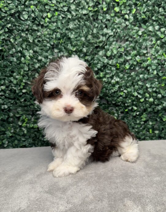 [#251011-03] Chocolate / White F Havanese Puppies for Sale