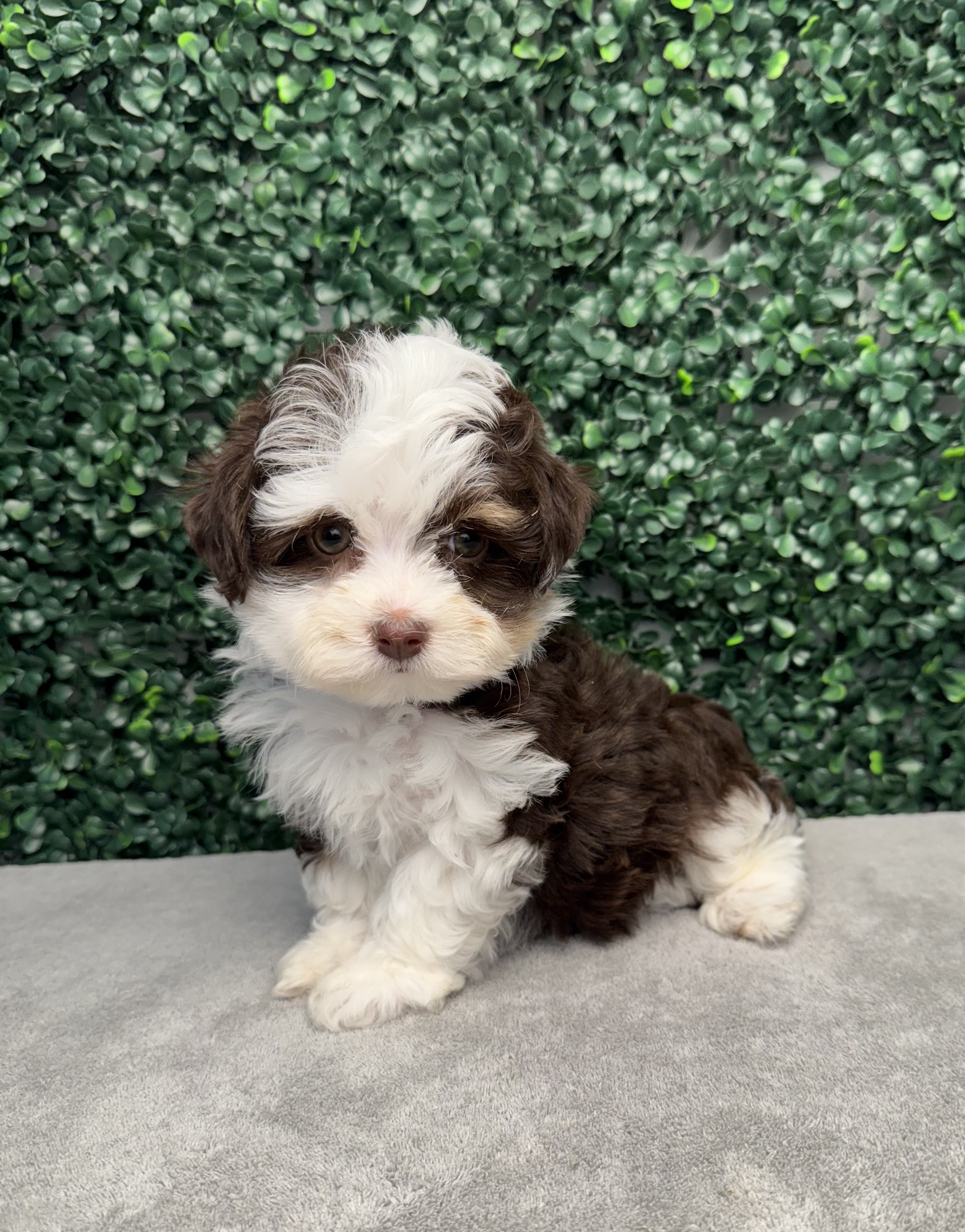 Havanese - 4847 Image #1