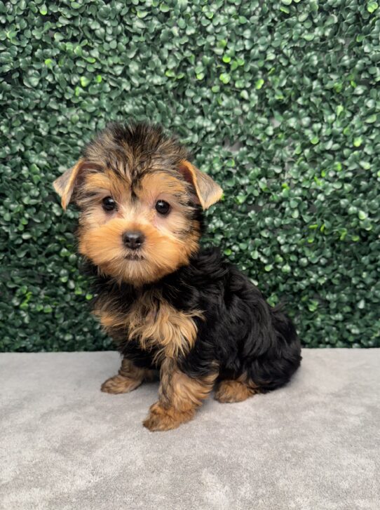 [#25936-08] Black / Tan F Yorkshire Terrier Puppies for Sale