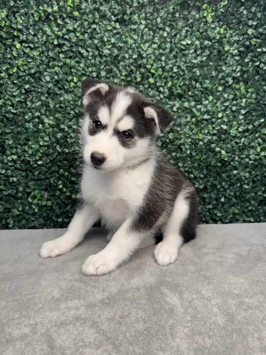 [#25924-05] Black / White F Huskimo Puppies for Sale