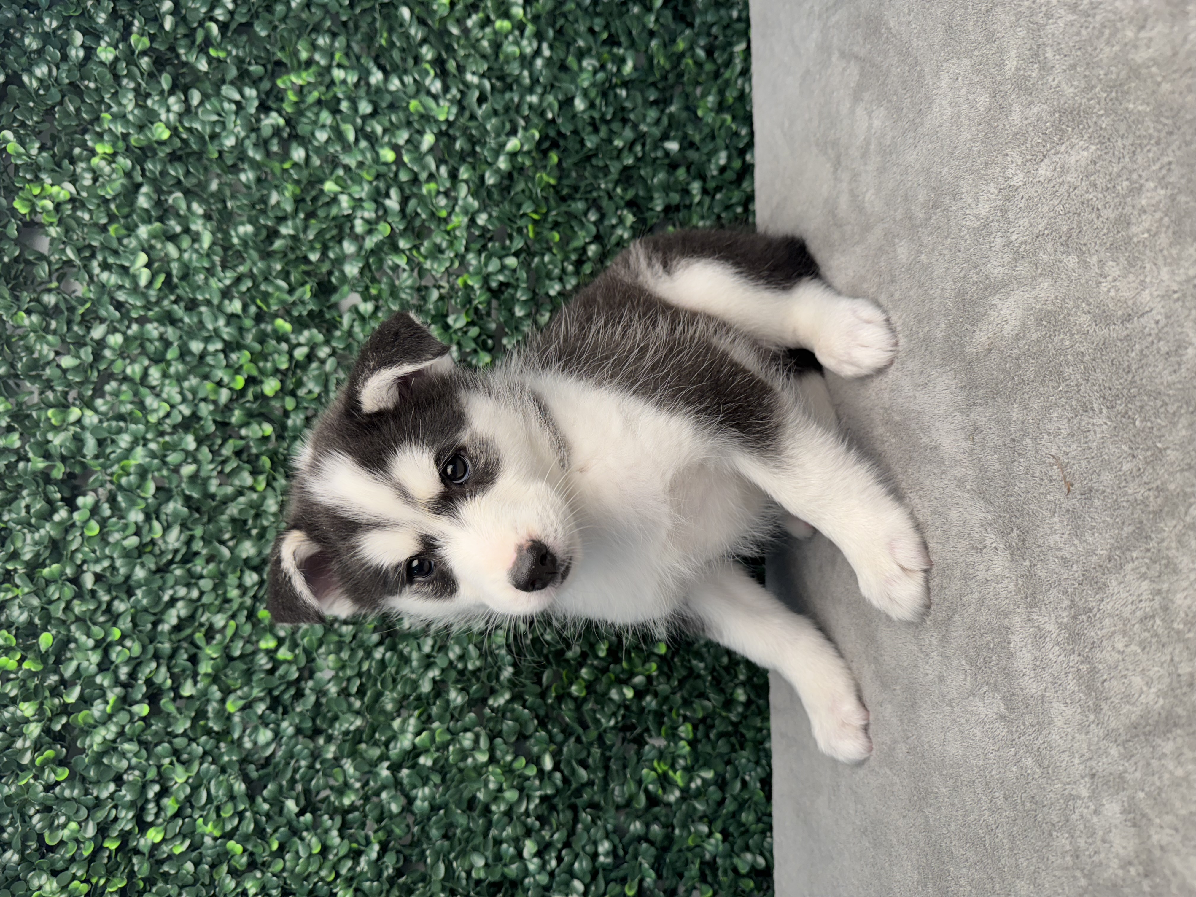 Huskimo - 4854 Image #1