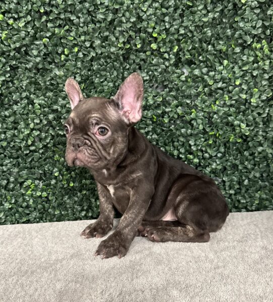 French Bulldog-Dog-Male--4851-Tiny Paws