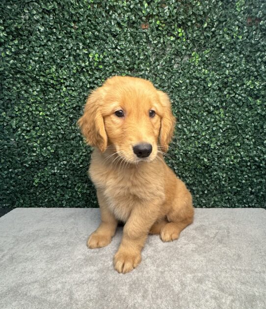 [#25134-06] Golden F Golden Retriever Puppies for Sale