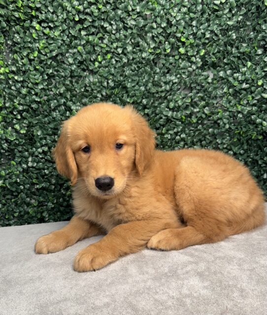 [#25134-07] Golden F Golden Retriever Puppies for Sale