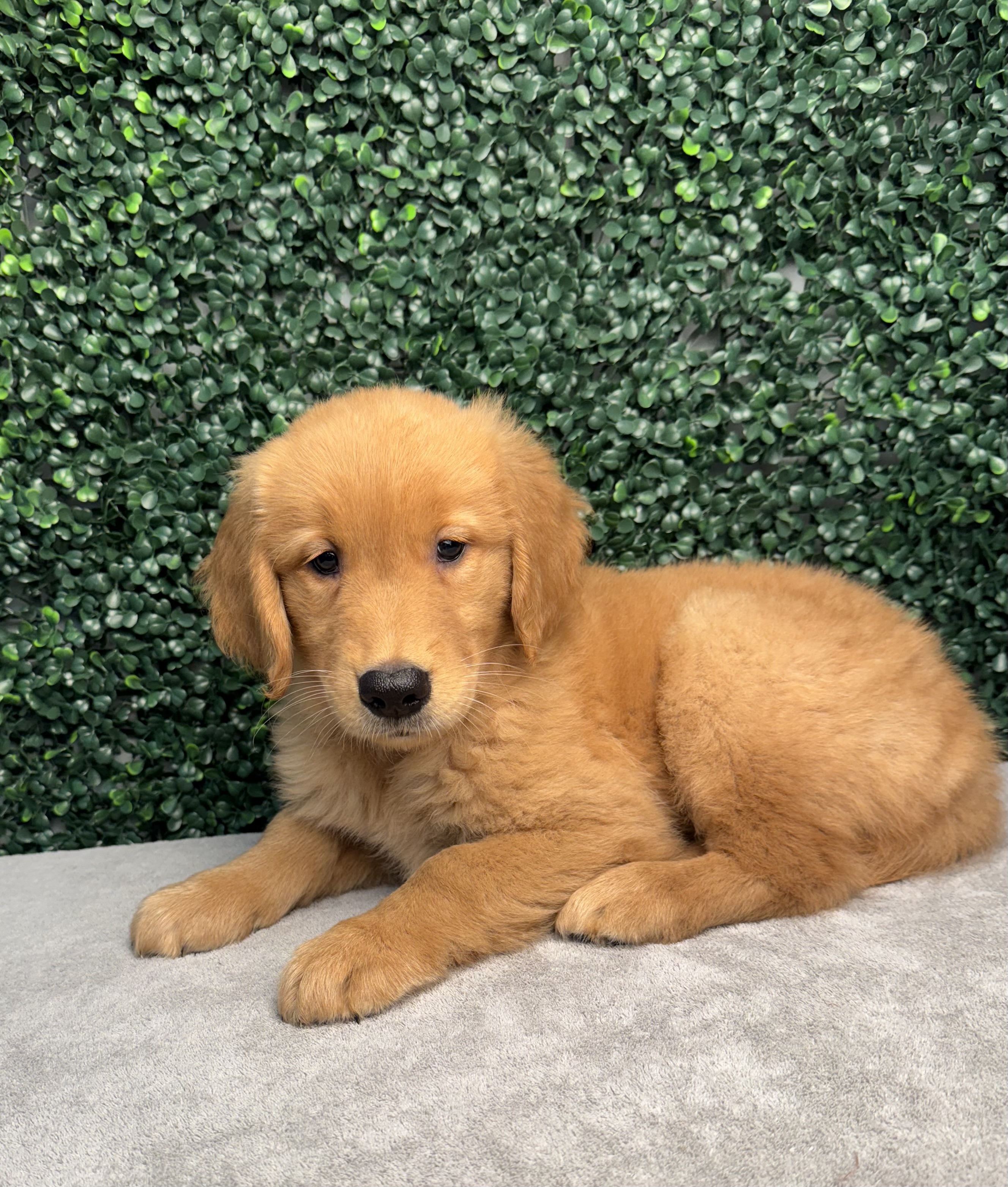 Golden Retriever - 4846 Image #1