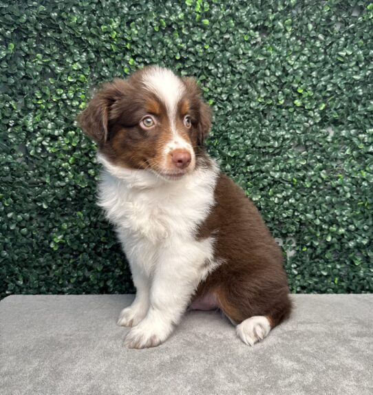 [#25921-04] Red Tan / White M Miniature Australian Shepherd Puppies for Sale