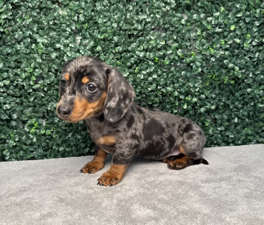 [#25969-01] Brown M Dachshund Puppies for Sale