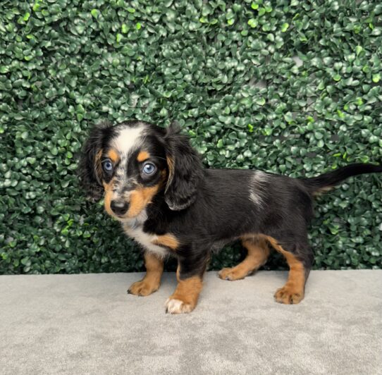 [#25914-02] Black Brindle F Dachshund Puppies for Sale