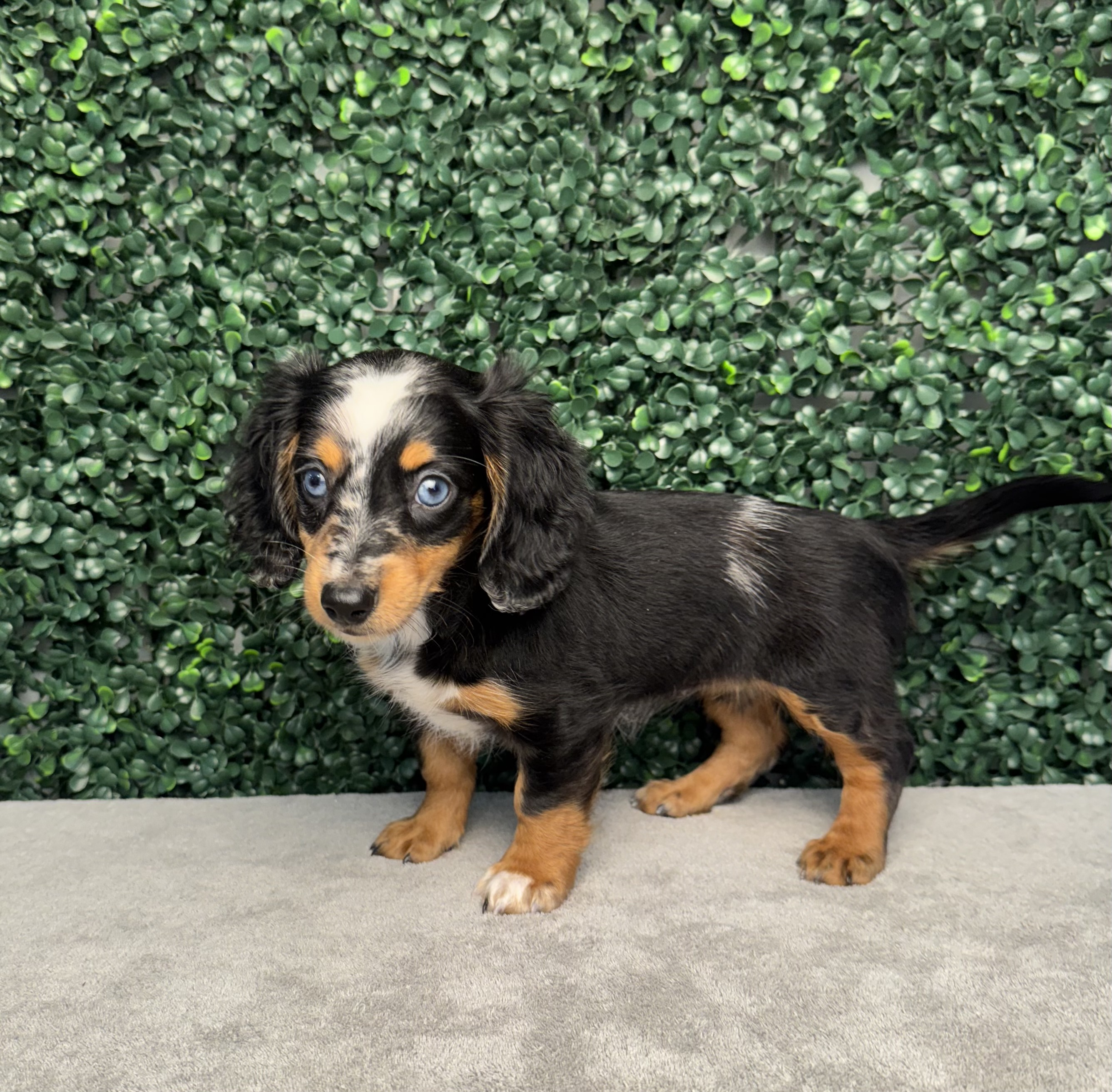 Mini Dachshund - 4852 Image #1