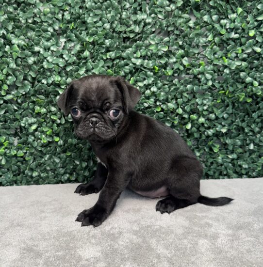 [#25975-04] Black M Pug Puppies for Sale