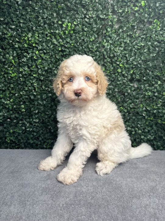[#251108-01] White / Tan M Havapoo Puppies for Sale