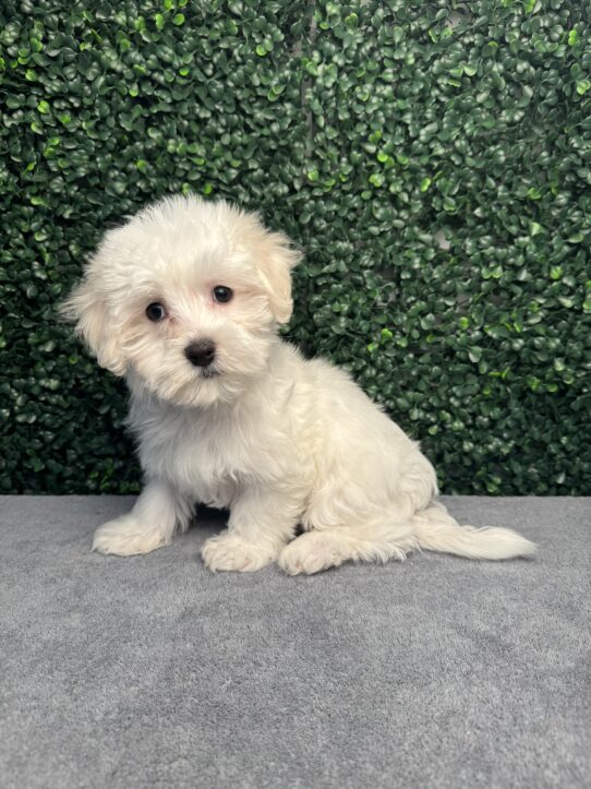 [#25988-01] White M Maltese Puppies for Sale