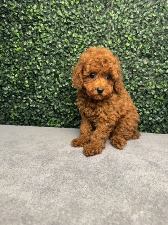 [#251107-05] Red F Poodle Mini Puppies for Sale