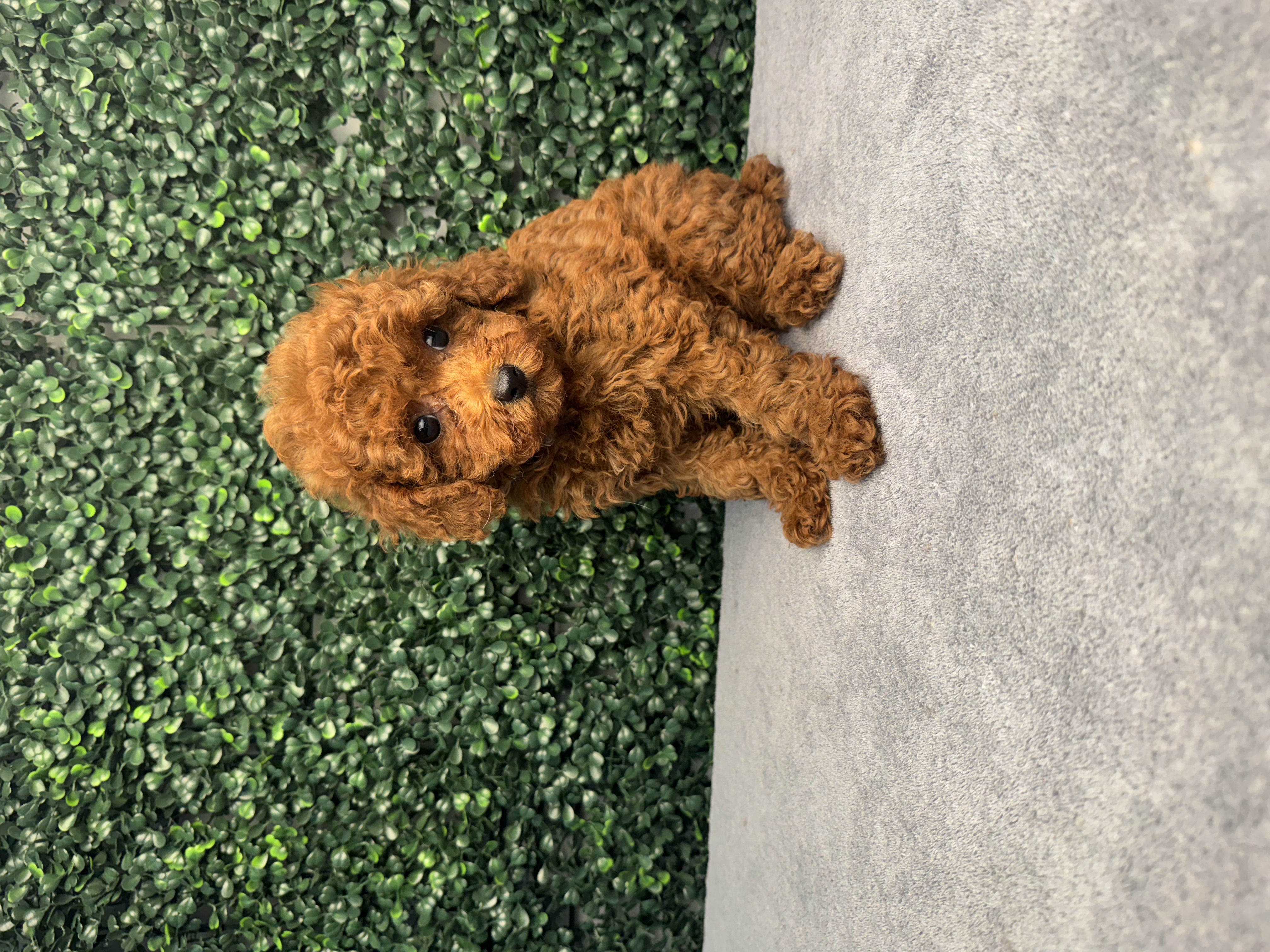 Poodle Mini - 4859 Image #1