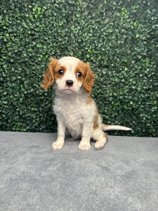 [#25961-02] Blenheim M Cavalier King Charles Spaniel Puppies for Sale