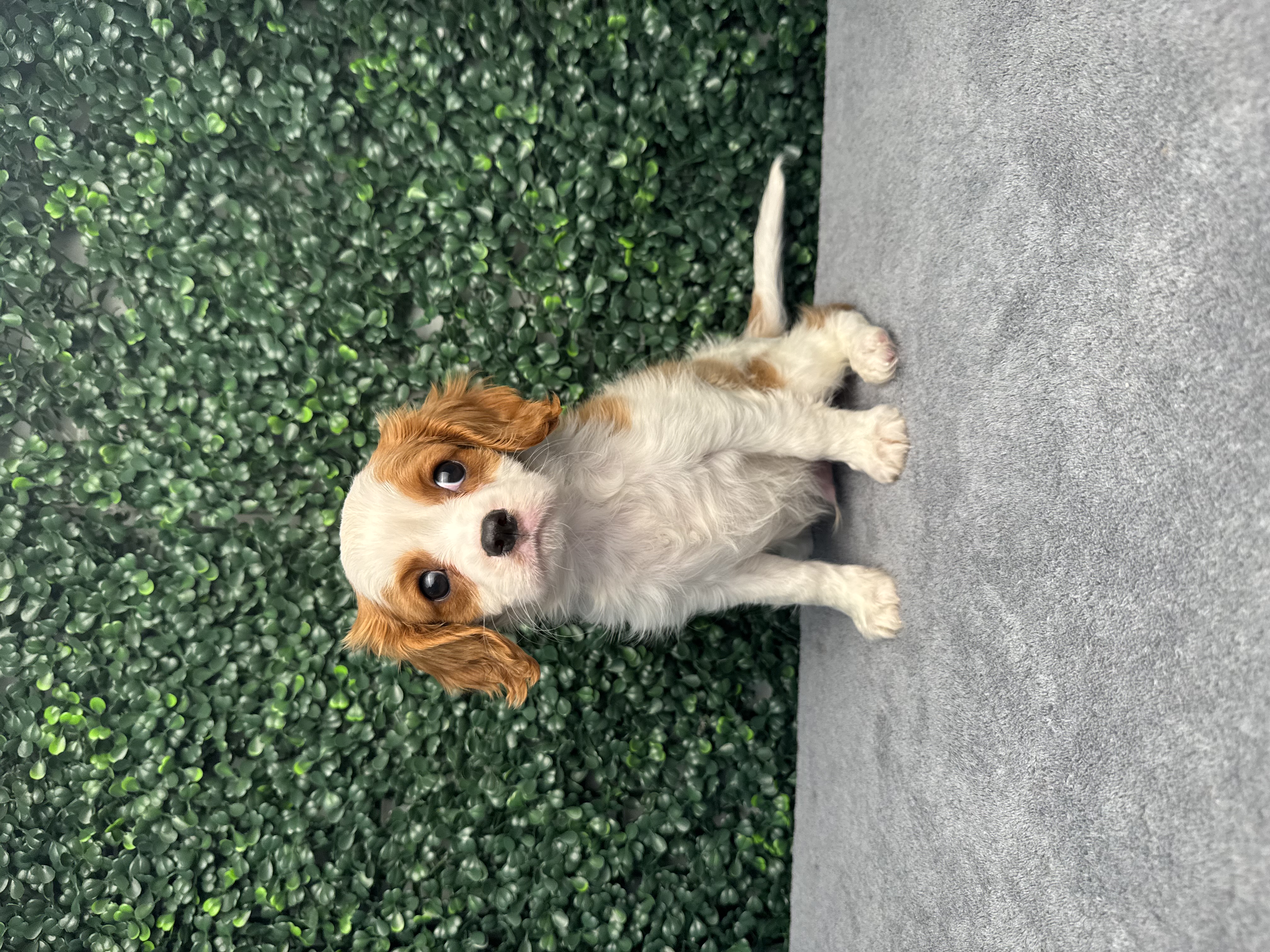 Cavalier King Charles Spaniel - 4861 Image #1