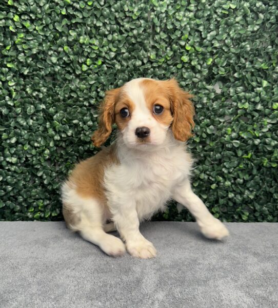 [#25961-05] Blenheim F Cavalier King Charles Spaniel Puppies for Sale