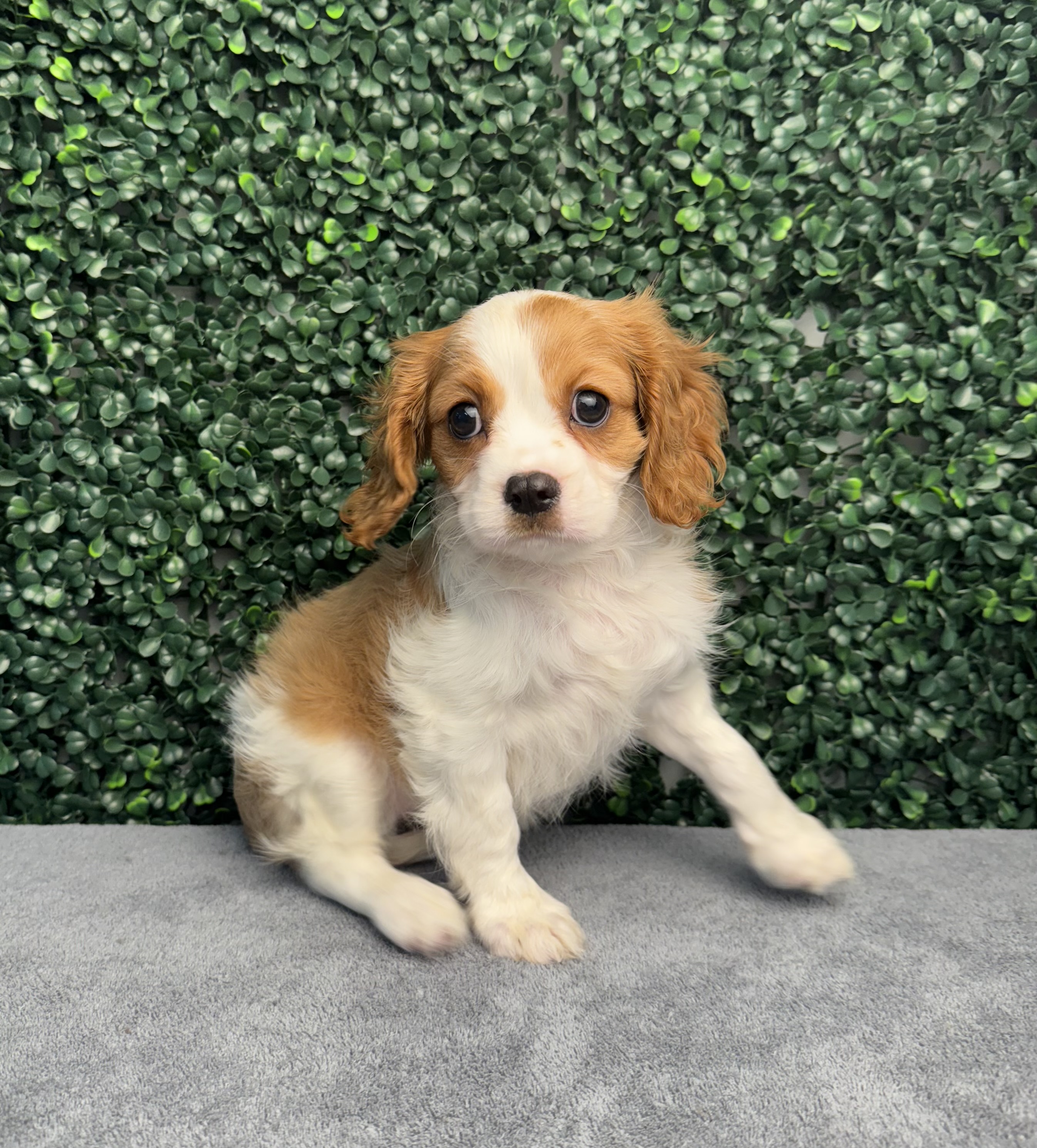 Cavalier King Charles Spaniel - 4862 Image #1