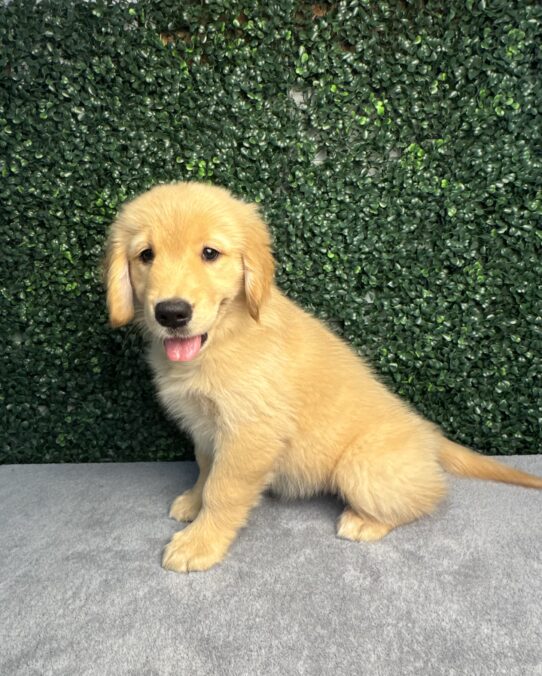 Golden Retriever-Dog-Female--4864-Tiny Paws