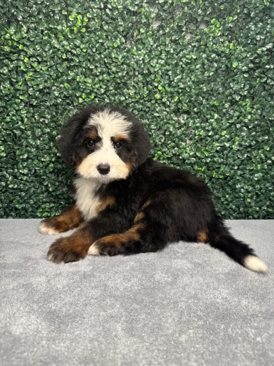 [#25183-02] Tri-Colored M Bernedoodle Mini/Bernese Mountain Dog Puppies for Sale