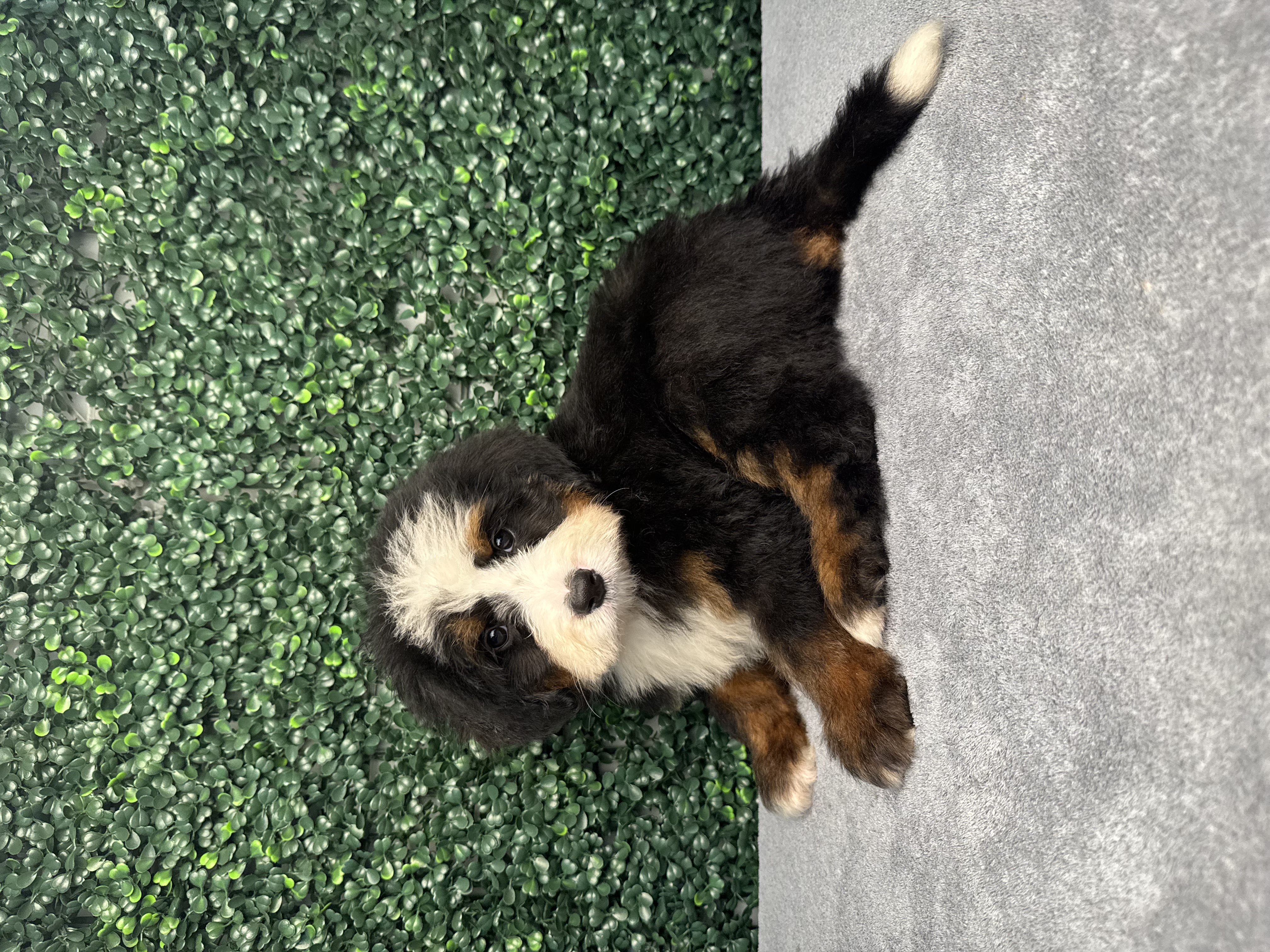 Bernedoodle Mini/Bernese Mountain Dog - 4865 Image #1