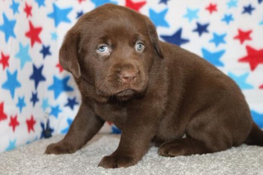 [#25181-06] Chocolate F Labrador Retriever Puppies for Sale