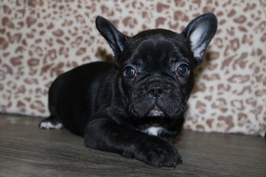 [#251245-07] Black F Frenchton Puppies for Sale