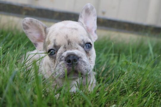 [#251121-05] Lilac Merle M French Bulldog Puppies for Sale