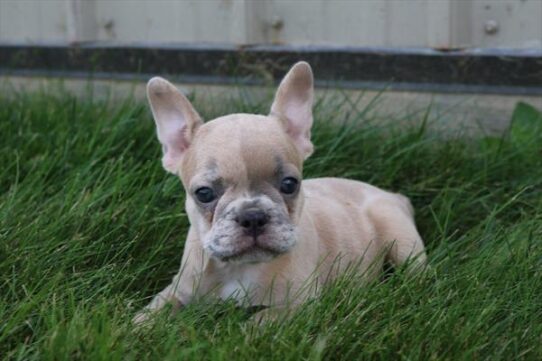 [#251121-02] Lilac Merle M French Bulldog Puppies for Sale