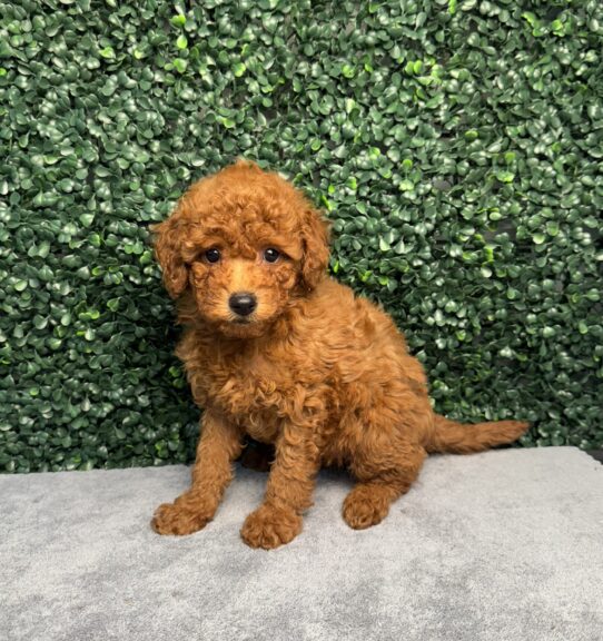 [#251178-07] Red F Goldendoodle Mini F1b Puppies for Sale