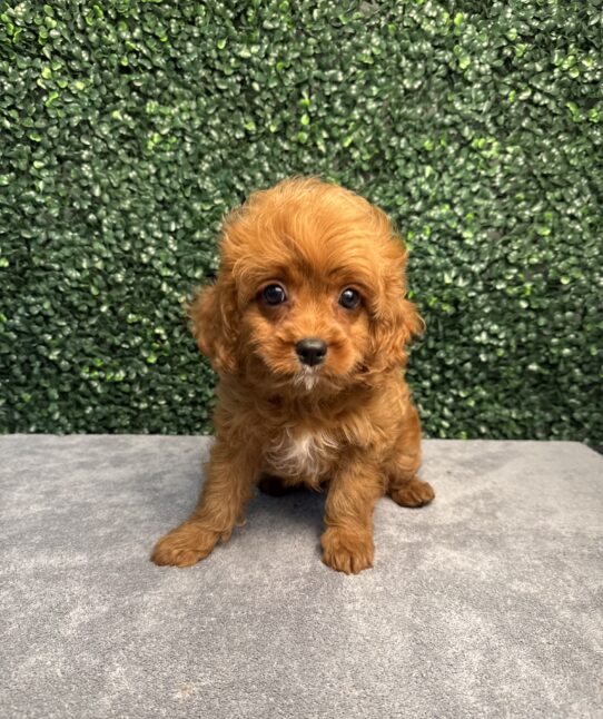 [#251103-01] Red M Cavapoo Puppies for Sale