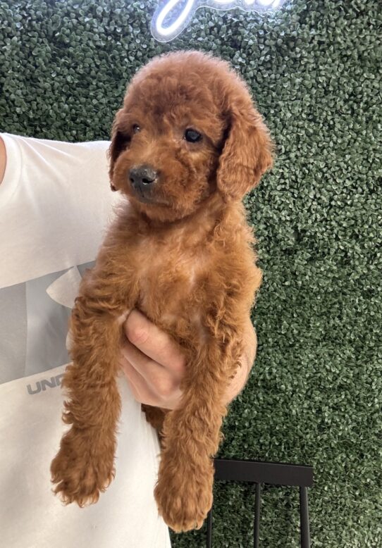 [#251178-04] Red M Goldendoodle Mini F1b Puppies for Sale