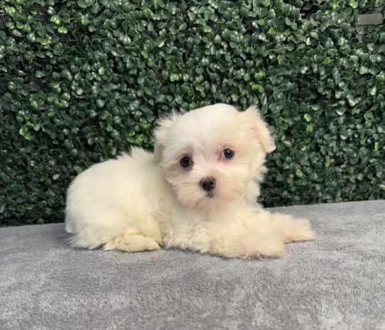[#251391-03] White F Maltese Puppies for Sale