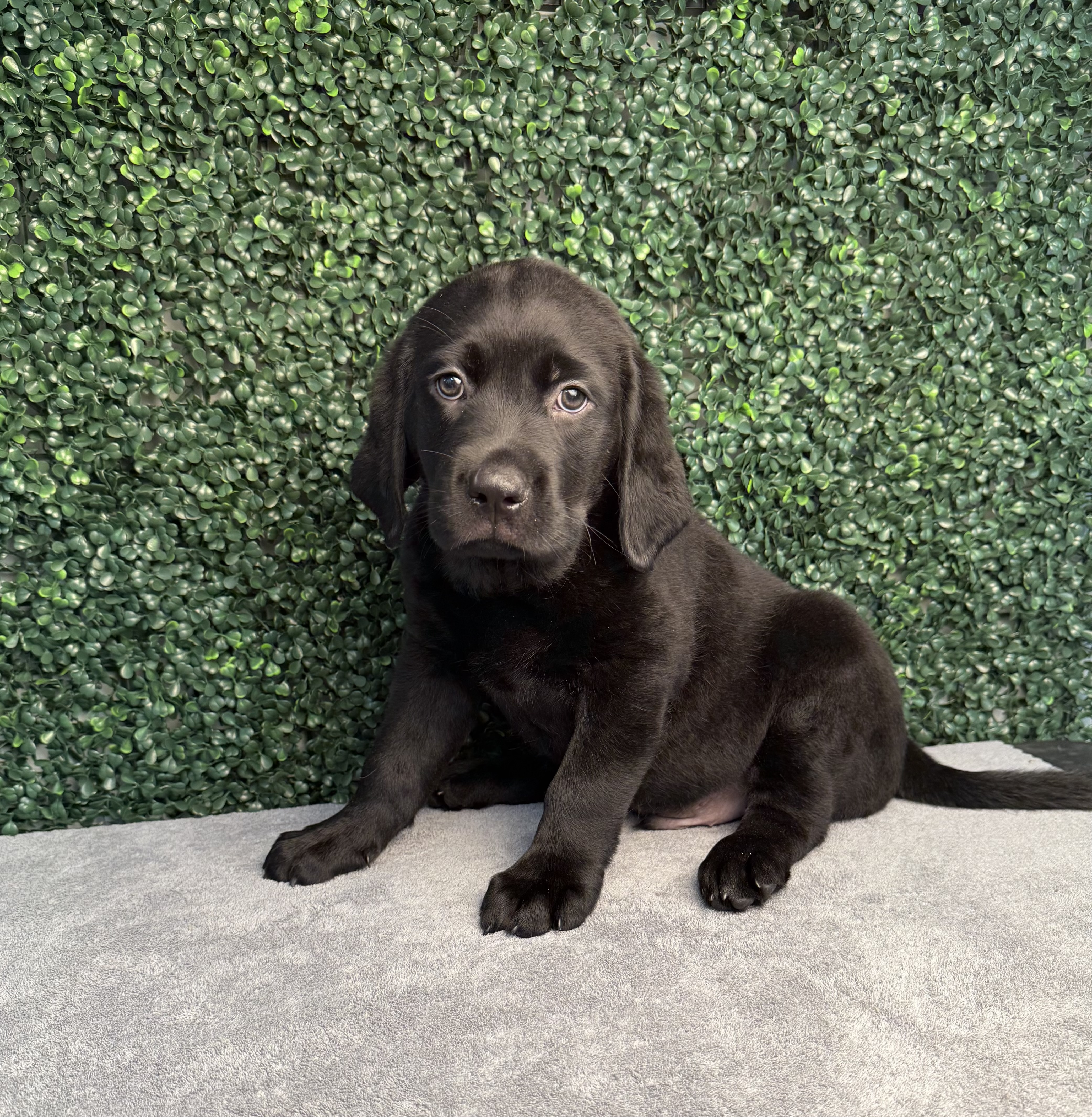 Labrador Retriever - 4866 Image #2