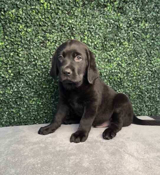 [#25181-03] Black M Labrador Retriever Puppies for Sale