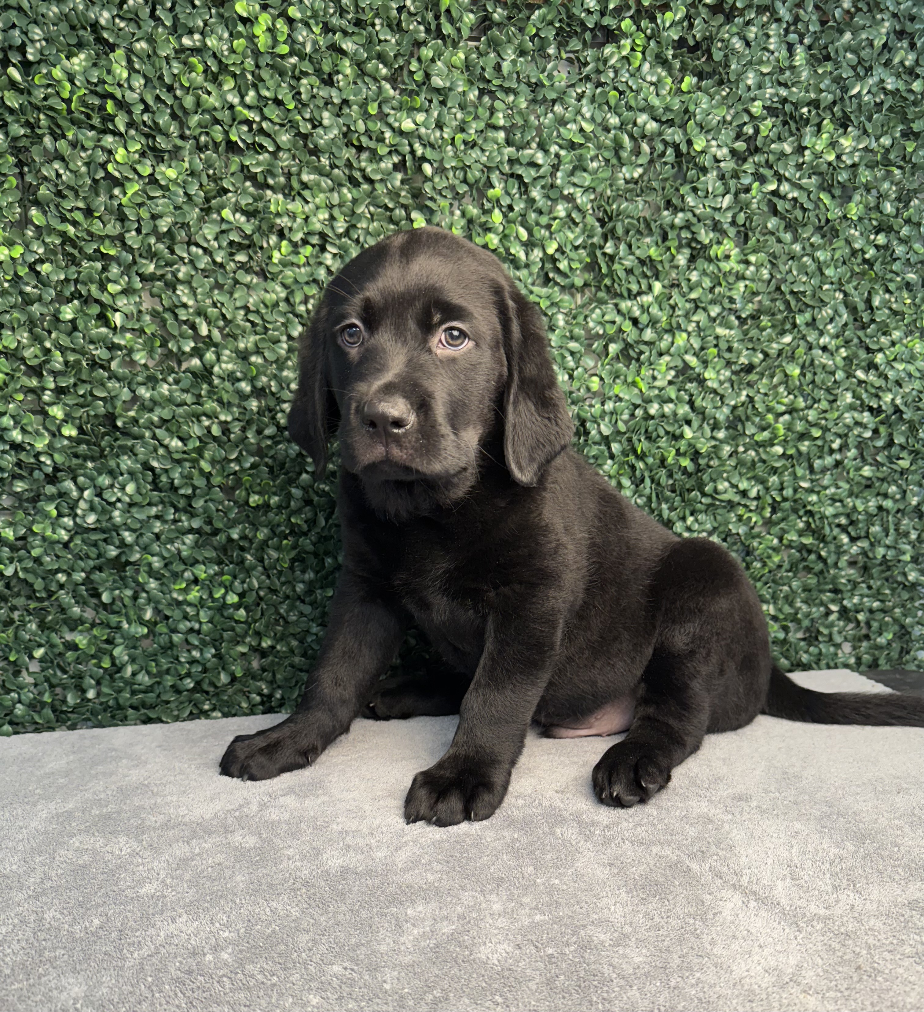 Labrador Retriever - 4866 Image #1
