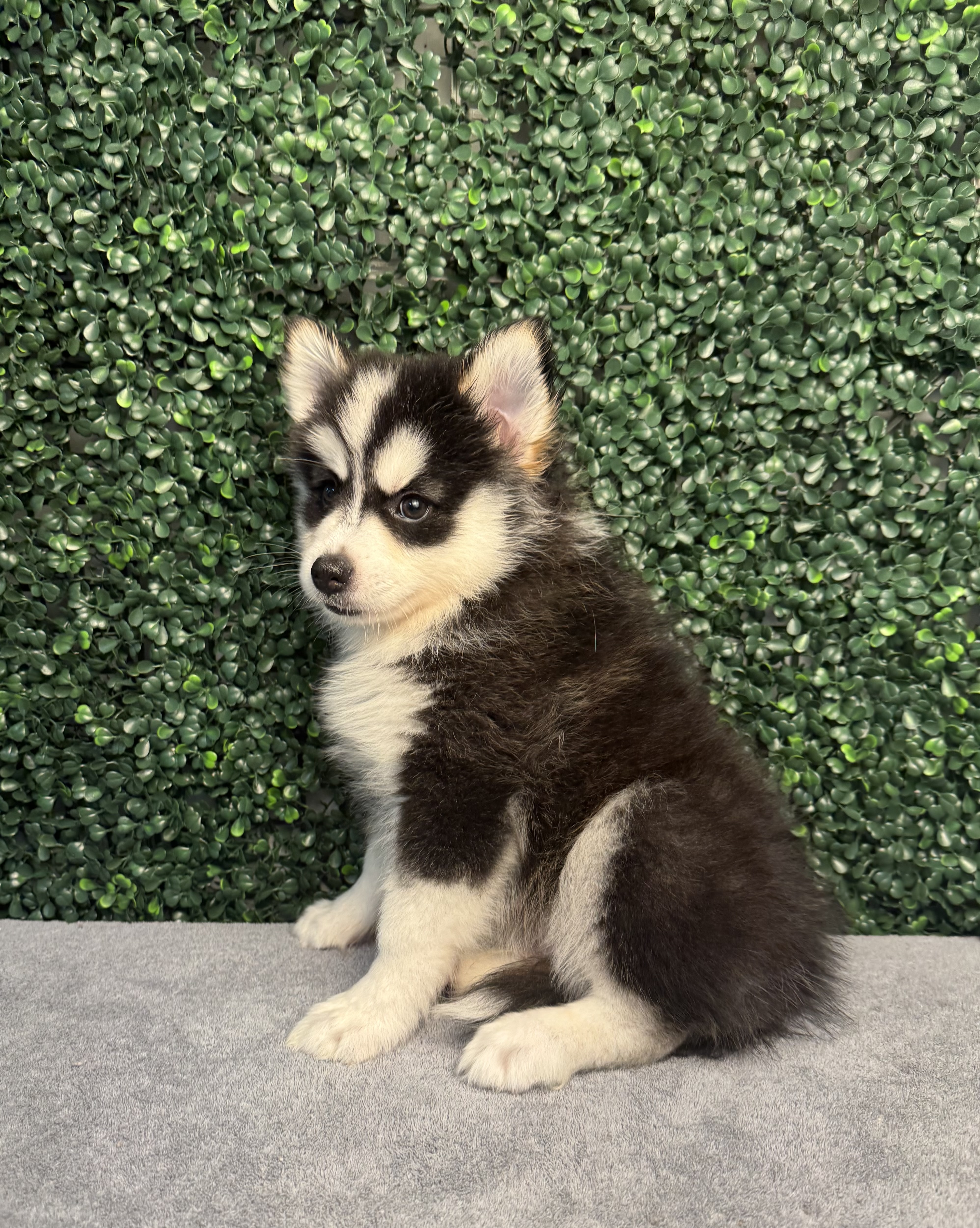 Pomsky - 4875 Image #2